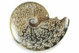 Polished Ammonite (Cleoniceras) Fossil - Madagascar #358456-1